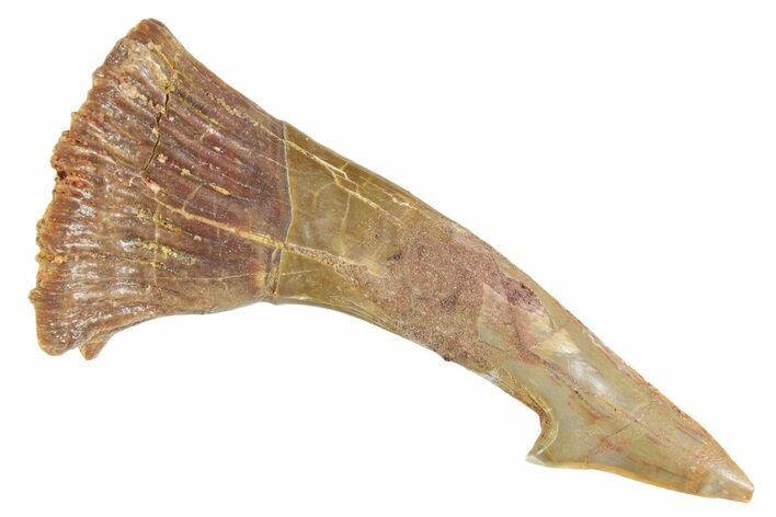 Fossil Sawfish (Onchopristis) Rostral Barb - Morocco #356411